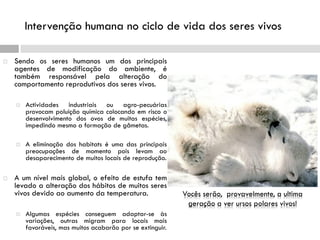 Intervenção humana no ciclo de vida dos seres vivos
 Sendo os seres humanos um dos principais
agentes de modificação do ambiente, é
também responsável pela alteração do
comportamento reprodutivos dos seres vivos.
 Actividades industriais ou agro-pecuárias
provocam poluição química colocando em risco o
desenvolvimento dos ovos de muitas espécies,
impedindo mesmo a formação de gâmetas.
 A eliminação dos habitats é uma das principais
preocupações de momento pois levam ao
desaparecimento de muitos locais de reprodução.
 A um nível mais global, o efeito de estufa tem
levado a alteração dos hábitos de muitos seres
vivos devido ao aumento da temperatura.
 Algumas espécies conseguem adaptar-se às
variações, outras migram para locais mais
favoráveis, mas muitos acabarão por se extinguir.
Vocês serão, provavelmente, a ultima
geração a ver ursos polares vivos!
 