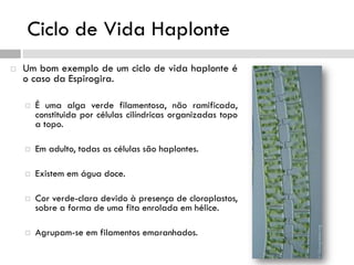 Ciclo de Vida Haplonte
 Um bom exemplo de um ciclo de vida haplonte é
o caso da Espirogira.
 É uma alga verde filamentosa, não ramificada,
constituida por células cilíndricas organizadas topo
a topo.
 Em adulto, todas as células são haplontes.
 Existem em água doce.
 Cor verde-clara devido à presença de cloroplastos,
sobre a forma de uma fita enrolada em hélice.
 Agrupam-se em filamentos emaranhados.
 