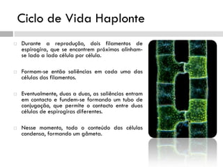 Ciclo de Vida Haplonte
 Durante a reprodução, dois filamentos de
espirogira, que se encontrem próximos alinham-
se lado a lado célula por célula.
 Formam-se então saliências em cada uma das
células dos filamentos.
 Eventualmente, duas a duas, as saliências entram
em contacto e fundem-se formando um tubo de
conjugação, que permite o contacto entre duas
células de espirogiras diferentes.
 Nesse momento, todo o conteúdo das células
condensa, formando um gâmeta.
 