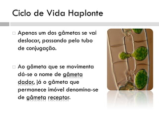 Ciclo de Vida Haplonte
 Apenas um dos gâmetas se vai
deslocar, passando pelo tubo
de conjugação.
 Ao gâmeta que se movimenta
dá-se o nome de gâmeta
dador, já o gâmeta que
permanece imóvel denomina-se
de gâmeta receptor.
 