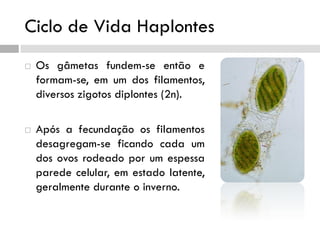 Ciclo de Vida Haplontes
 Os gâmetas fundem-se então e
formam-se, em um dos filamentos,
diversos zigotos diplontes (2n).
 Após a fecundação os filamentos
desagregam-se ficando cada um
dos ovos rodeado por um espessa
parede celular, em estado latente,
geralmente durante o inverno.
 