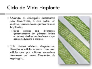 Ciclo de Vida Haplonte
 Quando as condições ambientais
são favoráveis, o ovo sofre um
meiose, formando-se quatro células
haplontes.
 Estas células são diferentes,
geneticamente, dos gâmetas iniciais
e do ovo, devido aos fenómenos que
ocorrem durante a meiose.
 Três desses núcleos degeneram,
ficando a célula apenas com uma
célula que por mitoses sucessivas
forma-se um novo filamento de
espirogira.
 