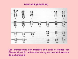 Citogenetica | PPT
