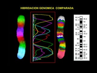 HIBRIDACION GENOMICA COMPARADA
 