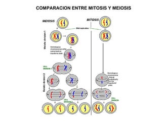 COMPARACION ENTRE MITOSIS Y MEIOSIS
 