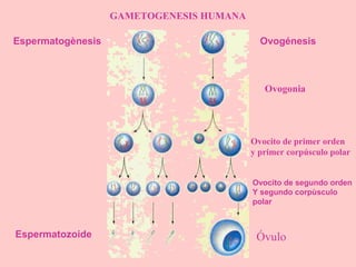 Espermatogènesis Ovogénesis
GAMETOGENESIS HUMANA
Ovogonia
Ovocito de primer orden
y primer corpúsculo polar
Ovocito de segundo orden
Y segundo corpùsculo
polar
ÓvuloEspermatozoide
 
