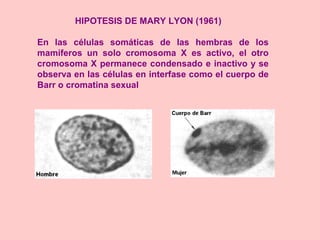 HIPOTESIS DE MARY LYON (1961)
En las células somáticas de las hembras de los
mamíferos un solo cromosoma X es activo, el otro
cromosoma X permanece condensado e inactivo y se
observa en las células en interfase como el cuerpo de
Barr o cromatina sexual
 