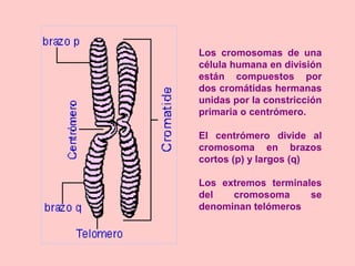 Los cromosomas de una
célula humana en división
están compuestos por
dos cromátidas hermanas
unidas por la constricción
primaria o centrómero.
El centrómero divide al
cromosoma en brazos
cortos (p) y largos (q)
Los extremos terminales
del cromosoma se
denominan telómeros
 