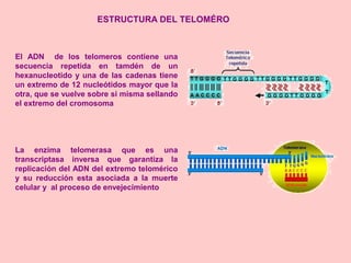 ESTRUCTURA DEL TELOMÉRO
El ADN de los telomeros contiene una
secuencia repetida en tamdén de un
hexanucleotido y una de las cadenas tiene
un extremo de 12 nucleótidos mayor que la
otra, que se vuelve sobre si misma sellando
el extremo del cromosoma
La enzima telomerasa que es una
transcriptasa inversa que garantiza la
replicación del ADN del extremo telomérico
y su reducción esta asociada a la muerte
celular y al proceso de envejecimiento
 