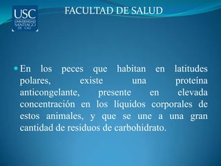 FACULTAD DE SALUD




 En  los peces que habitan en latitudes
 polares,        existe        una     proteína
 anticongelante,      presente     en  elevada
 concentración en los líquidos corporales de
 estos animales, y que se une a una gran
 cantidad de residuos de carbohidrato.
 