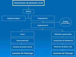 Disminución de perfusión renal Renina Angiotensinógeno Angiotensina I Angiotensina II Glándulas suprarrenales > producción de Aldosterona Vasos Vasoconstricción Retención de Sodio y H 2 O Aumento de presión arterial Aumento de Precarga Aumento de Postcarga Enzima convertidora 