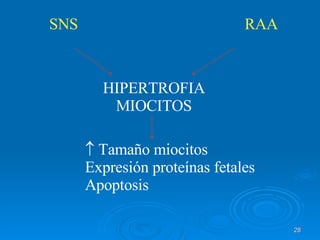 HIPERTROFIA MIOCITOS Tamaño miocitos Expresión proteínas fetales Apoptosis SNS   RAA 