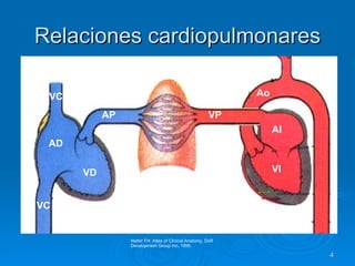 Relaciones cardiopulmonares Netter FH: Atlas of Clinical Anatomy, DxR Development Group Inc, 1999. AD VD AP VP AI VI Ao VC VC 