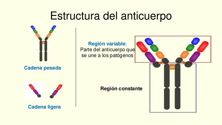 3 clase inmunología