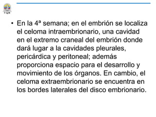 • En la 4ª semana; en el embrión se localiza
el celoma intraembrionario, una cavidad
en el extremo craneal del embrión donde
dará lugar a la cavidades pleurales,
pericárdica y peritoneal; además
proporciona espacio para el desarrollo y
movimiento de los órganos. En cambio, el
celoma extraembrionario se encuentra en
los bordes laterales del disco embrionario.
 