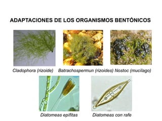 3 clasificacion ecologica_de_los_organismos_de_agua_dulce | PDF
