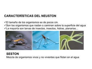 3 clasificacion ecologica_de_los_organismos_de_agua_dulce | PPT