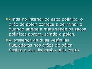 Ainda no interior do saco polínico, o grão de pólen começa a germinar e quando atinge a maturidade os sacos polínicos abrem, saindo o pólen. A presença de duas vesículas flutuadoras nos grãos de pólen facilita a sua dispersão pelo vento. 