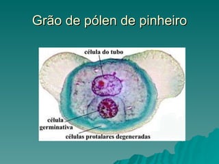Grão de pólen de pinheiro 