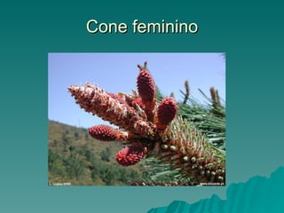 Cone feminino 