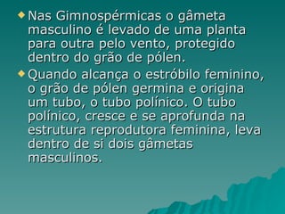 Nas Gimnospérmicas o gâmeta masculino é levado de uma planta para outra pelo vento, protegido dentro do grão de pólen. Quando alcança o estróbilo feminino, o grão de pólen germina e origina um tubo, o tubo polínico. O tubo polínico, cresce e se aprofunda na estrutura reprodutora feminina, leva dentro de si dois gâmetas masculinos. 