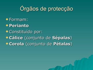Órgãos de protecção Formam: Perianto Constituído por: Cálice  (conjunto de  Sépalas ) Corola  (conjunto de  Pétalas ) 
