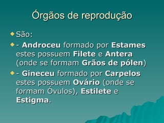 Órgãos de reprodução São: -  Androceu  formado por  Estames  estes possuem  Filete  e  Antera  (onde se formam  Grãos de pólen ) -  Gineceu  formado por  Carpelos  estes possuem  Ovário  (onde se formam Óvulos),  Estilete  e  Estigma . 