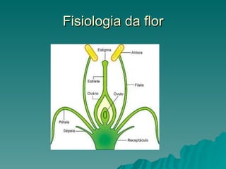 Fisiologia da flor 