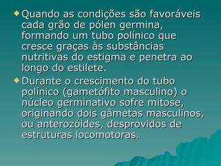 Quando as condições são favoráveis cada grão de pólen germina, formando um tubo polínico que cresce graças às substâncias nutritivas do estigma e penetra ao longo do estilete. Durante o crescimento do tubo polínico (gametófito masculino) o núcleo germinativo sofre mitose, originando dois gâmetas masculinos, ou anterozóides, desprovidos de estruturas locomotoras. 