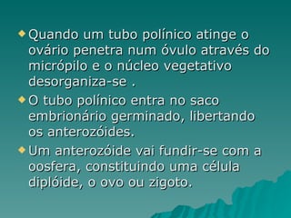 Quando um tubo polínico atinge o ovário penetra num óvulo através do micrópilo e o núcleo vegetativo desorganiza-se . O tubo polínico entra no saco embrionário germinado, libertando os anterozóides. Um anterozóide vai fundir-se com a oosfera, constituindo uma célula diplóide, o ovo ou zigoto. 