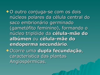 O outro conjuga-se com os dois núcleos polares da célula central do saco embrionário germinado (gametófito feminino), formando o núcleo triplóide da  célula-mãe do albúmen  ou  célula-mãe do endoperma secundário . Ocorre uma  dupla fecundação , característica das plantas Angiospérmicas.  