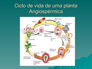 Ciclo de vida de uma planta Angiospérmica 