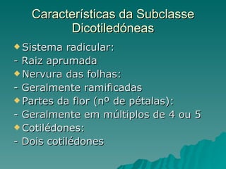 Características da Subclasse Dicotiledóneas Sistema radicular: - Raiz aprumada Nervura das folhas: - Geralmente ramificadas Partes da flor (nº de pétalas): - Geralmente em múltiplos de 4 ou 5 Cotilédones: - Dois cotilédones 