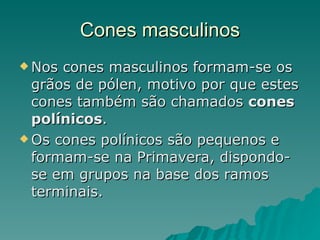Cones masculinos Nos cones masculinos formam-se os grãos de pólen, motivo por que estes cones também são chamados  cones polínicos . Os cones polínicos são pequenos e formam-se na Primavera, dispondo-se em grupos na base dos ramos terminais.  