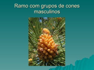 Ramo com grupos de cones masculinos 