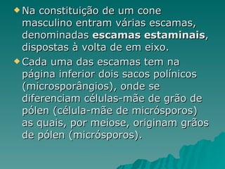 Na constituição de um cone masculino entram várias escamas, denominadas  escamas estaminais , dispostas à volta de em eixo. Cada uma das escamas tem na página inferior dois sacos polínicos (microsporângios), onde se diferenciam células-mãe de grão de pólen (célula-mãe de micrósporos) as quais, por meiose, originam grãos de pólen (micrósporos). 