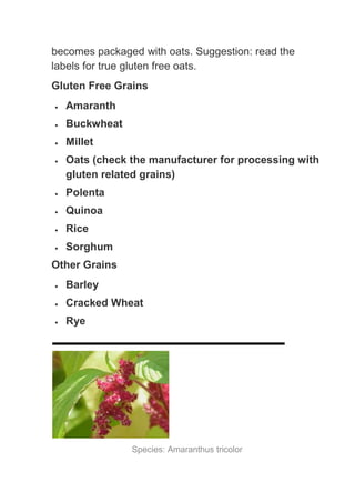 becomes packaged with oats. Suggestion: read the
labels for true gluten free oats.
Gluten Free Grains
  Amaranth
  Buckwheat
  Millet
  Oats (check the manufacturer for processing with
  gluten related grains)
  Polenta
  Quinoa
  Rice
  Sorghum
Other Grains
  Barley
  Cracked Wheat
  Rye




               Species: Amaranthus tricolor
 