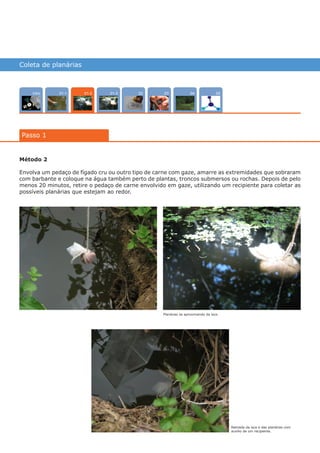 Coleta de planárias
Intro 0502 0301-3 0401-1
Passo 1
01-2
Método 2
Envolva um pedaço de fígado cru ou outro tipo de carne com gaze, amarre as extremidades que sobraram
com barbante e coloque na água também perto de plantas, troncos submersos ou rochas. Depois de pelo
menos 20 minutos, retire o pedaço de carne envolvido em gaze, utilizando um recipiente para coletar as
possíveis planárias que estejam ao redor.
Planárias se aproximando da isca.
Retirada da isca e das planárias com
auxílio de um recipiente.
várias experiências, um só lugar
 