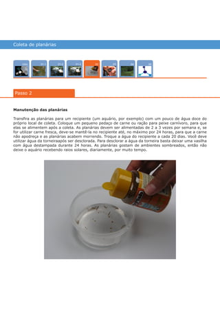 Coleta de planárias
Intro 0501-2 0301-3 0401-1
Passo 2
02
Manutenção das planárias
Transfira as planárias para um recipiente (um aquário, por exemplo) com um pouco de água doce do
próprio local de coleta. Coloque um pequeno pedaço de carne ou ração para peixe carnívoro, para que
elas se alimentem após a coleta. As planárias devem ser alimentadas de 2 a 3 vezes por semana e, se
for utilizar carne fresca, deve-se mantê-la no recipiente até, no máximo por 24 horas, para que a carne
não apodreça e as planárias acabem morrendo. Troque a água do recipiente a cada 20 dias. Você deve
utilizar água da torneiraapós ser desclorada. Para desclorar a água da torneira basta deixar uma vasilha
com água destampada durante 24 horas. As planárias gostam de ambientes sombreados, então não
deixe o aquário recebendo raios solares, diariamente, por muito tempo.
várias experiências, um só lugar
 
