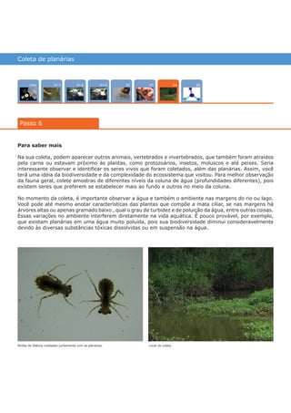 Coleta de planárias
Intro 050201-2 0301-301-1
Passo 6
04
Para saber mais
Na sua coleta, podem aparecer outros animais, vertebrados e invertebrados, que também foram atraídos
pela carne ou estavam próximo às plantas, como protozoários, insetos, moluscos e até peixes. Seria
interessante observar e identificar os seres vivos que foram coletados, além das planárias. Assim, você
terá uma idéia da biodiversidade e da complexidade do ecossistema que visitou. Para melhor observação
da fauna geral, colete amostras de diferentes níveis da coluna de água (profundidades diferentes), pois
existem seres que preferem se estabelecer mais ao fundo e outros no meio da coluna.
No momento da coleta, é importante observar a água e também o ambiente nas margens do rio ou lago.
Você pode até mesmo anotar características das plantas que compõe a mata ciliar, se nas margens há
árvores altas ou apenas gramado baixo , qual o grau de turbidez e de poluição da água, entre outras coisas.
Essas variações no ambiente interferem diretamente na vida aquática. É pouco provável, por exemplo,
que existam planárias em uma água muito poluída, pois sua biodiversidade diminui consideravelmente
devido às diversas substâncias tóxicas dissolvidas ou em suspensão na água.
Ninfas de libélula coletadas juntamente com as planárias. Local de coleta.
várias experiências, um só lugar
 