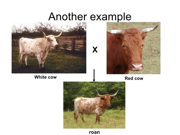 Chapter 19 Heredity Lesson 3 Complete and Dominance_Mult…