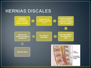  Cuerpo vertebral el más afectado