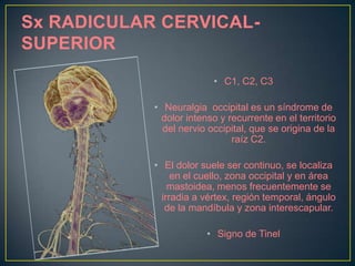 Teoría de degeneración espinalTodas las columnas sufren degeneración 
