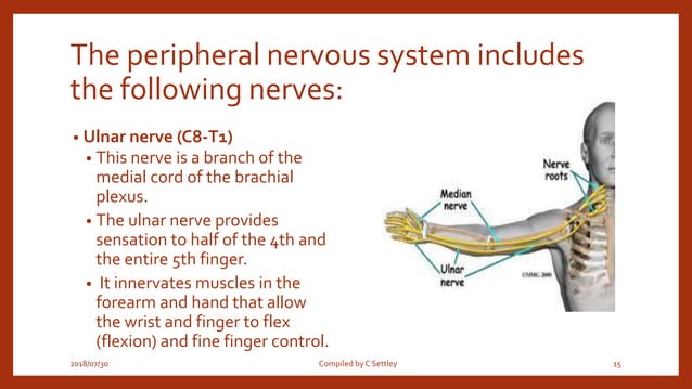 3 conditions of the peripheral nerves | PPT