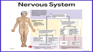 3 conditions of the peripheral nerves | PPT