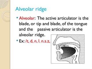 3 Consonants (places of articulation).pptx