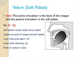 Velar Ridge 3 Consonants (places of articulation).pptx