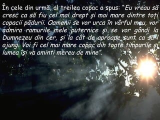 În cele din urmă, al treilea copac a spus : “ Eu vreau să cresc ca să fiu cel mai drept şi mai mare dintre toţi copacii pădurii .  Oamenii se vor urca în vârful meu ,  vor admira ramurile mele puternice şi se vor gândi la Dumnezeu din cer ,  şi la cât de aproape sunt ca să-l ajung .  Voi fi cel mai mare copac din toate timpurile şi lumea îşi va aminti mereu de mine ”. 
