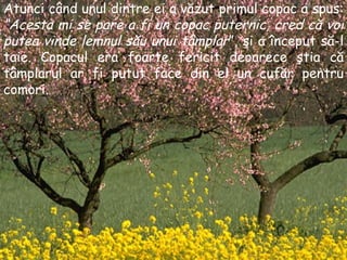 Atunci când unul dintre ei a văzut primul copac a spus :  “ Acesta mi se pare a fi un copac puternic , cre d că voi putea vinde lemnul său unui tâmplar ”,  şi a început să-l taie .  Copacul era foarte fericit deoarece ştia că tâmplarul ar fi putut face din el un cufăr pentru comori . 