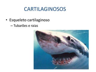 CARTILAGINOSOS
• Esqueleto cartilaginoso
  – Tubarões e raias
 